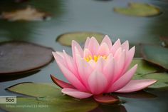 a pink water lily with leaves floating on the water