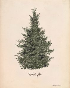 a drawing of a pine tree on a white background