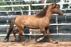 a brown horse running in an enclosed area