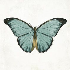 a blue butterfly sitting on top of a white wall next to a green and gold frame