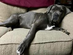 a large black dog laying on top of a couch