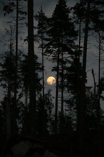 the full moon is seen through the trees