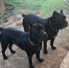 two black dogs standing next to each other on top of a dirt ground covered field