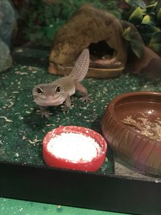 a small gecko sitting on top of a table next to a bowl