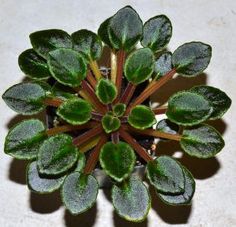 a small potted plant with green leaves and brown stems on a white tile floor