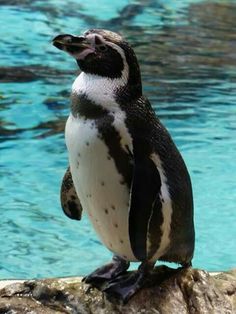 a penguin standing on top of a rock near the water