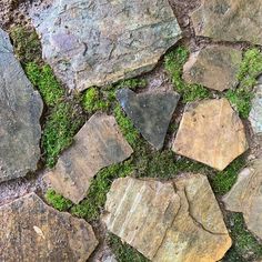 moss growing on rocks in the ground