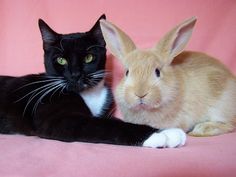 two rabbits and a cat on a pink background