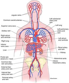 diagram of the human body with major organs