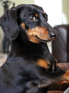 a black and brown dog sitting on top of a couch