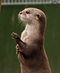 an otter is standing on its hind legs