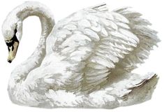 a white swan with its wings spread out and it's head turned to the side