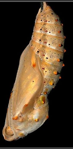 a close up of a fish on a black background