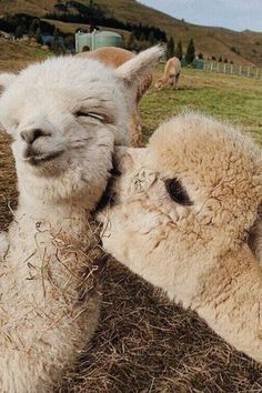 two white llamas with their heads touching each other