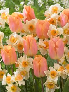 many pink and yellow flowers in a garden