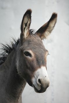 a small donkey standing in front of a white wall and looking at the camera with an alert look on its face