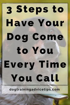 a dog with the words 3 steps to have your dog come to you every time you call