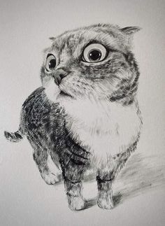 a drawing of a cat with big eyes