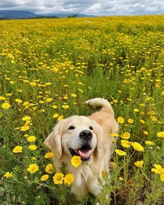 a dog standing in a field full of yellow flowers