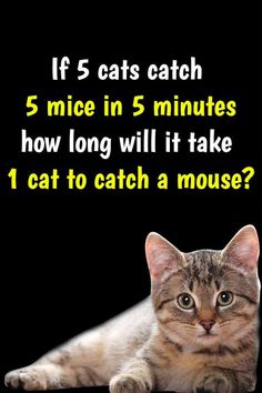 a cat laying down with the caption if 5 cats catch 5 mice in 5 minutes how long will it take 1 cat to catch a mouse?