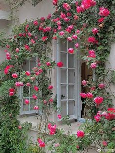 pink roses growing on the side of a building with an open window and shutters