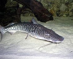 a large fish with black and white stripes on it's body sitting in the sand