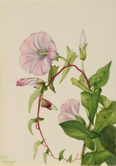 a painting of pink flowers with green leaves