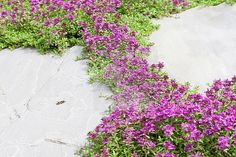 purple flowers growing on the side of a cement walkway