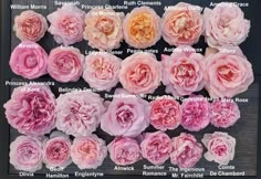 pink and yellow flowers are arranged in rows on a black background with the names of each flower