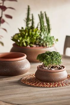 three potted plants sitting on top of a wooden table next to eachother