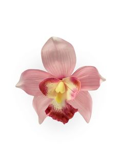 a pink flower with yellow stamens on a white background