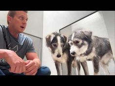 a man sitting in front of a mirror with two dogs on the wall behind him