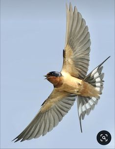 a bird flying through the air with its wings spread