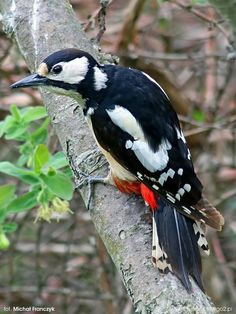 a black and white bird sitting on top of a tree branch