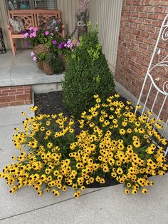 yellow flowers are growing in front of a brick building with a wrought iron chair on the sidewalk