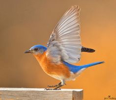 a blue and orange bird with its wings spread out on a wooden post, in front of an orange background