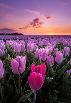 a field full of pink tulips with the sun setting in the background