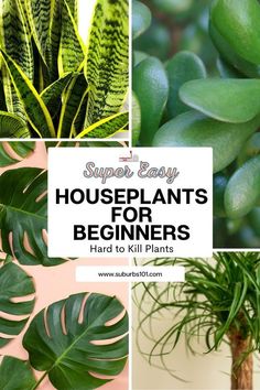 houseplants for beginners that are easy to grow and can be used in the garden