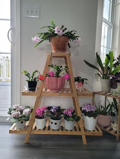 several potted plants are arranged on wooden shelves