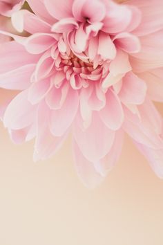 a pink flower that is in the middle of a photo with an empty space behind it