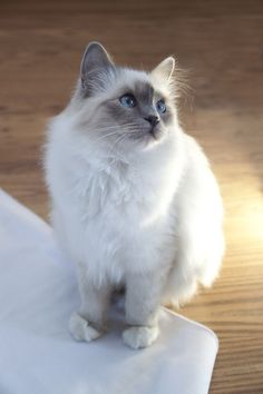 a white cat sitting on top of a table