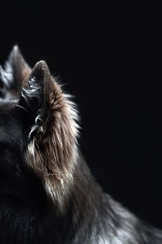 a close up of a dog's head with it's fur blowing in the wind