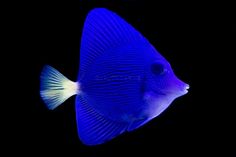 a blue fish with white stripes on its body in the dark water, looking at something