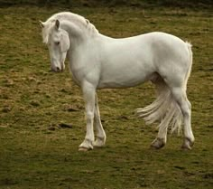 a white horse standing on top of a lush green field