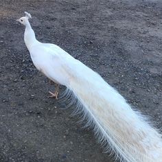 a white peacock standing on top of a dirt field