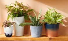 four potted plants sitting on top of a wooden shelf