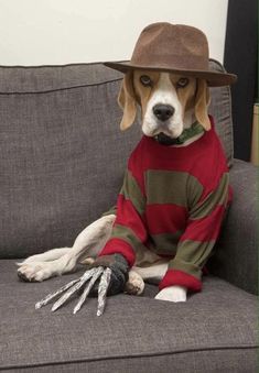 a dog sitting on top of a couch wearing a sweater and hat with skeleton hands