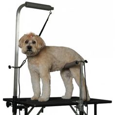 a small dog standing on top of a black platform with the caption'essential pro pittued here it includes a second essential clamp and the no - sit feature