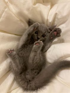 a small gray kitten laying on top of a white bed sheet with it's paws in the air