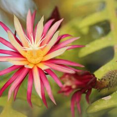 a pink and yellow flower with leaves in the background